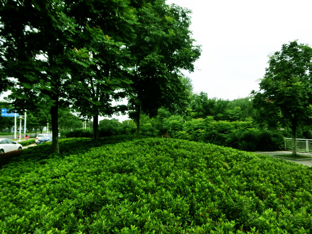 南京立體綠化,南京立體綠化墻,南京屋頂花園,南京屋頂花園裝修